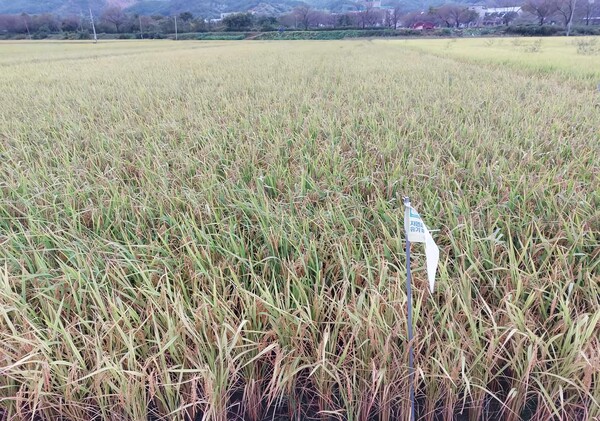 가루쌀 재배단지(전남 곡성) / 전라남도 제공